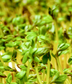 Variegated Cress - Vegetables that Start with V