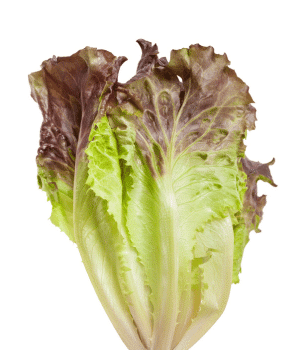 Variegated Lettuce - Vegetables that Start with V