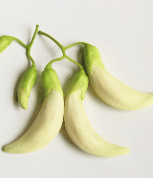 Vegetable Hummingbird - Vegetables that Start with V
