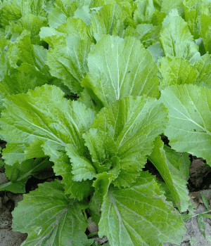Vegetable Mustard - V Vegetable