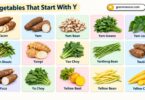 40+ Vegetables That Start With Y: List With Names and Pictures