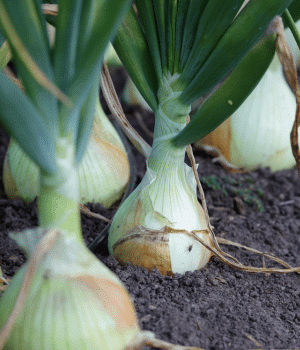 Vidalia Onion - Vegetable Start with V