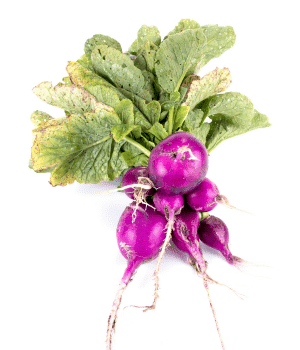 Violet Radish