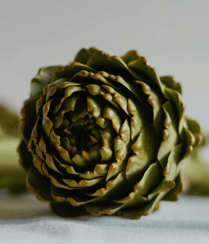 Violetta Artichoke