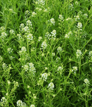 Virginia Pepperweed