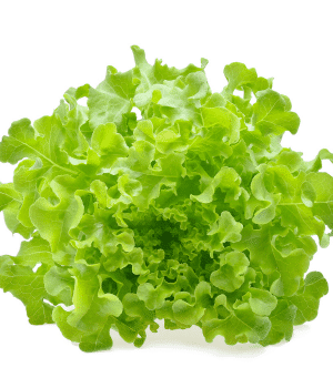 Vraie Blond Lettuce