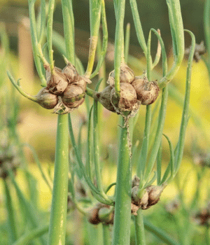 Walking Onion - Vegetables that Start With W