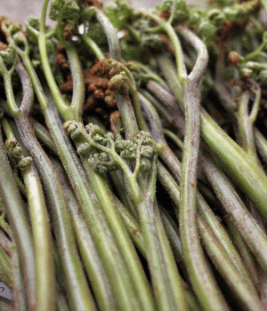 Warabi - Vegetables that Start With W