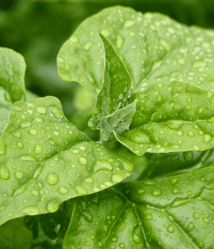 Warrigal Greens - Vegetables that Start With W