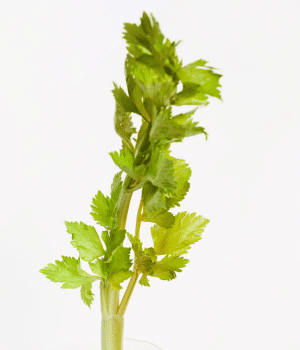 Water Celery - Vegetables that Start With W