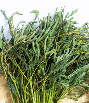 Water Mimosa - Vegetables that Start With W