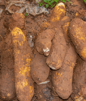 Water Yam - Vegetables that Start With W