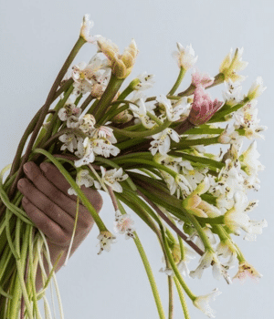Waterblommetjie - Vegetables that Start With W
