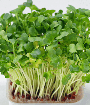 Watercress - Vegetable that Start With W