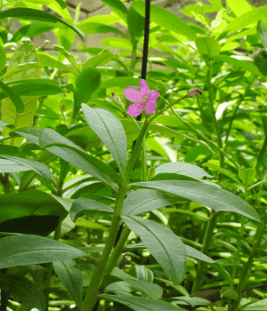 Waterleaf - Vegetable Names that Start With W