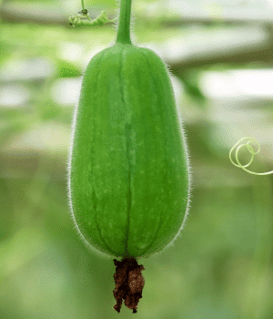 Wax Gourd