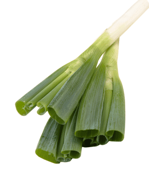 Welsh Onion