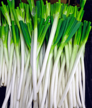 Welsh Onion