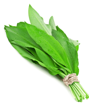 Wild Leek - Bulb Vegetables