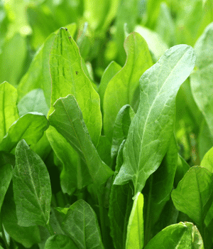 Wood Sorrel