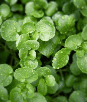 Xà Lách Xoong - Vegetables that Start with X