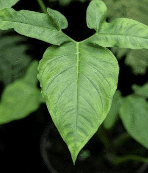 Xanthosoma brasiliense - Vegetables that Start with X
