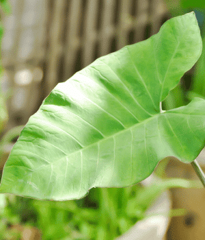 Xanthosoma sagittifolium