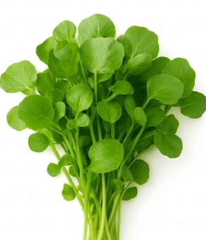Xi Yang Cai - Vegetable Names that Begin with X