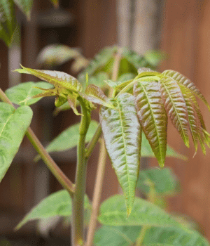 Xiang Chun - Vegetable Names that Begin with X