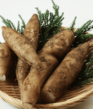 Yacon - Vegetable Names that Begin with Y