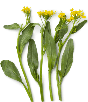 Yu Choy - Vegetables that start with Y