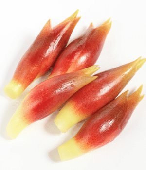 Zingiber mioga - Vegetable Names that Begin with Z