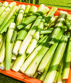Zizania latifolia - Vegetable Names that Begin with Z
