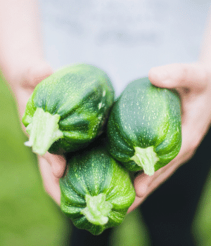Zucchini - Vegetable Names that Begin with Z