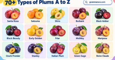 70+ Types of Plums A to Z with Pictures: Guide to Plum Varieties