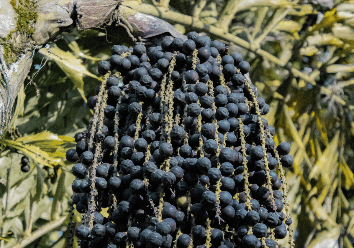 Acai Berry - Fruits that Start with A