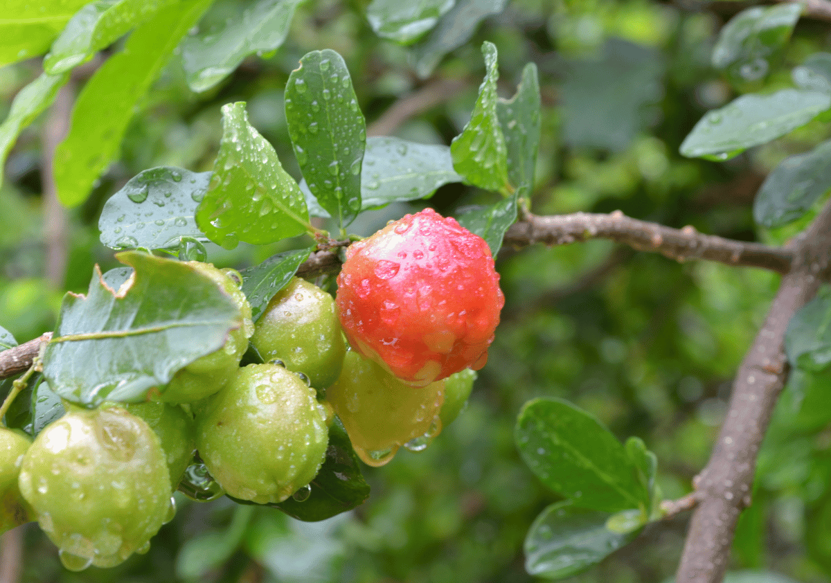 Acerola - Fruits that Start with A
