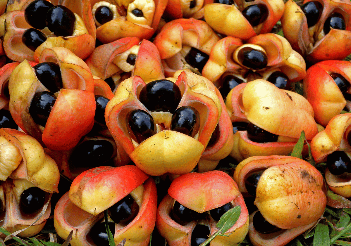 Ackee - Fruits that Start with A