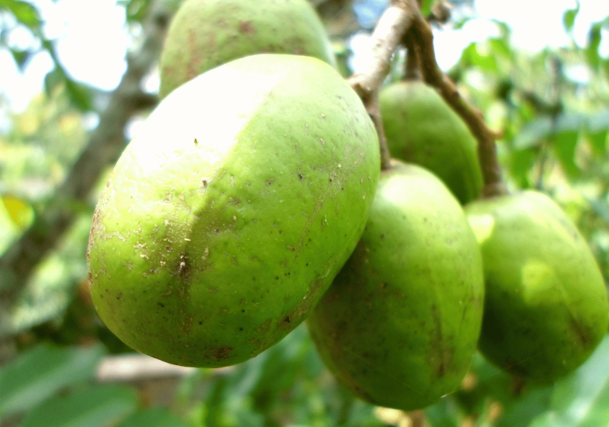 Ambarella - Fruits that Start with A