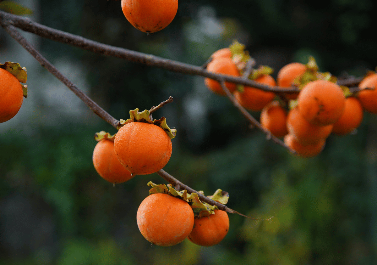 American Persimmon Fruit Starting with A