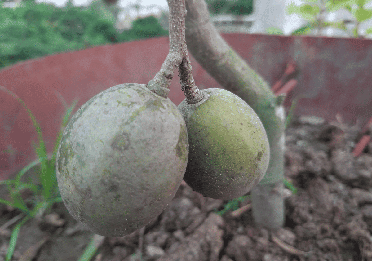 Amra - Fruits that Start with A