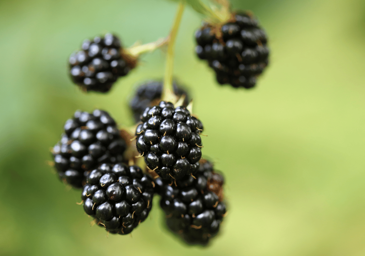 Andean Blackberry