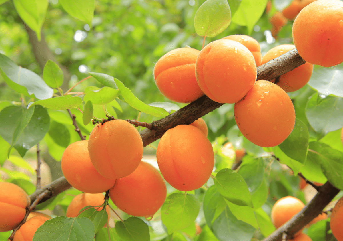 Apricot - Fruits that Start with A