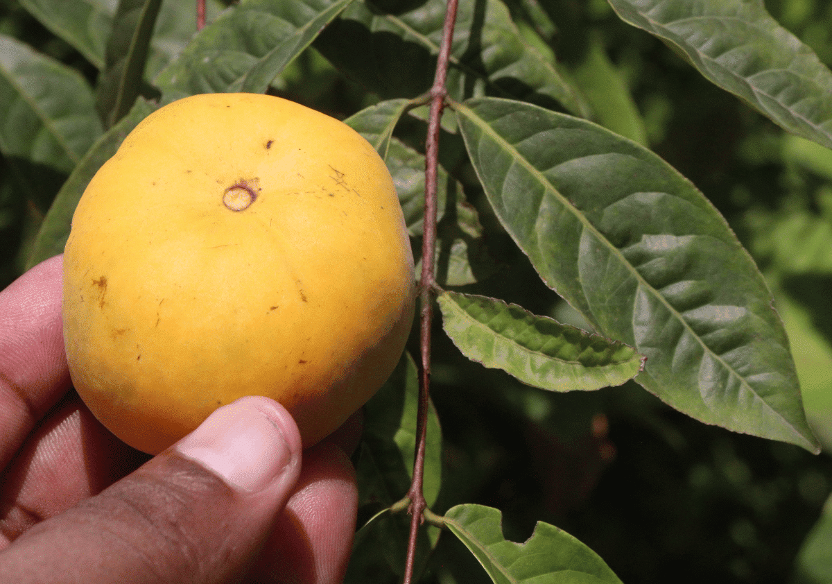 Araza Fruit Starting with A
