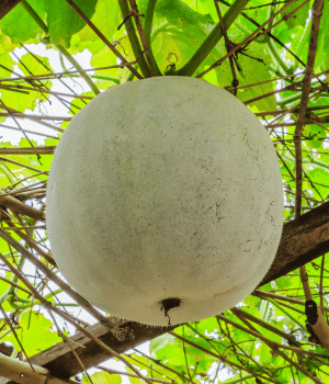 Ash Gourd