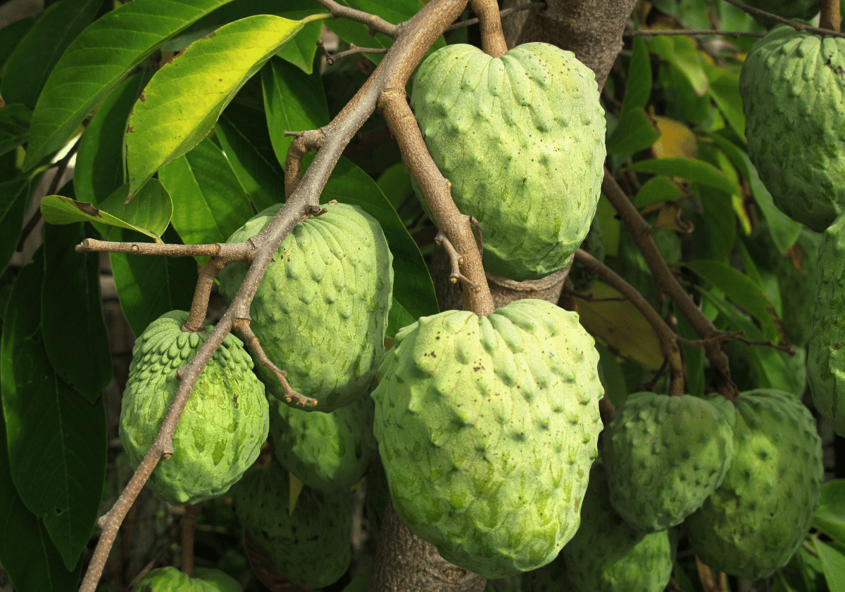 Atemoya - Fruit Starting with A