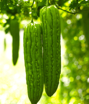 Bitter Melon - Fruit Vegetables with Pictures