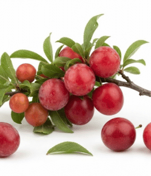 Chickasaw Plums