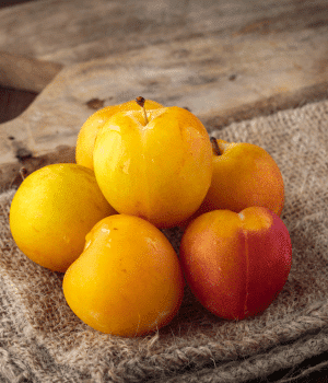 Coe's Golden Drop Plums