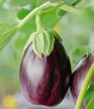 Eggplant - Fruits Vegetable